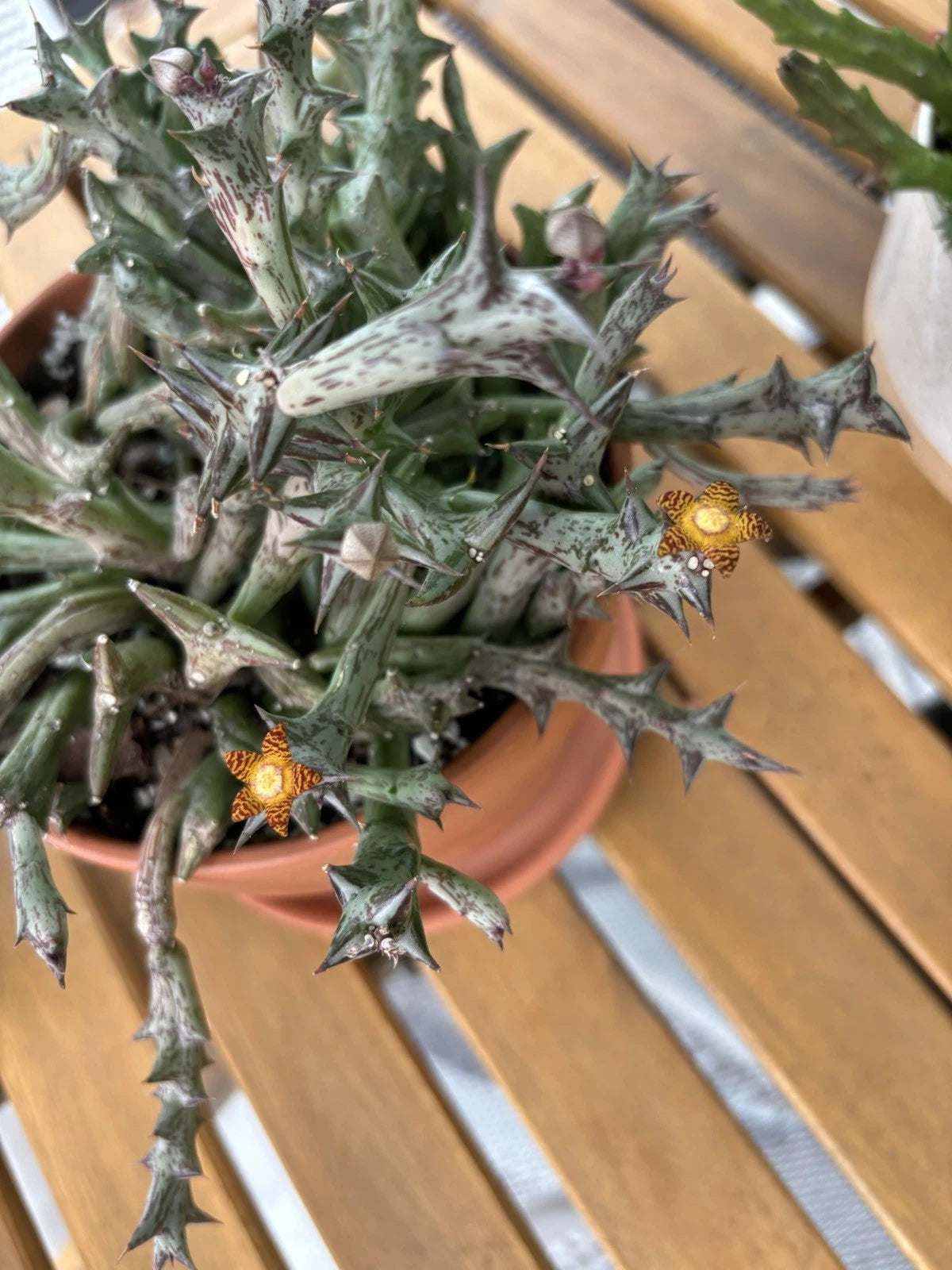 Live Blooming Cactus Plant - Orbea schweinfurthii Star Flower - Fully Rooted in 3-4 Inch Pot with Multiple Heads