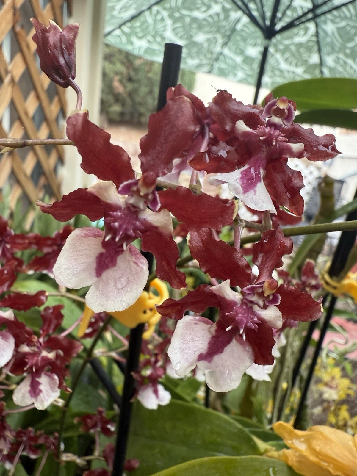 Orchid Plant Bulb - Onc Sharry Baby - Sweet Fragrant - Bare Root - Ideal for Propagation - No Pot Included