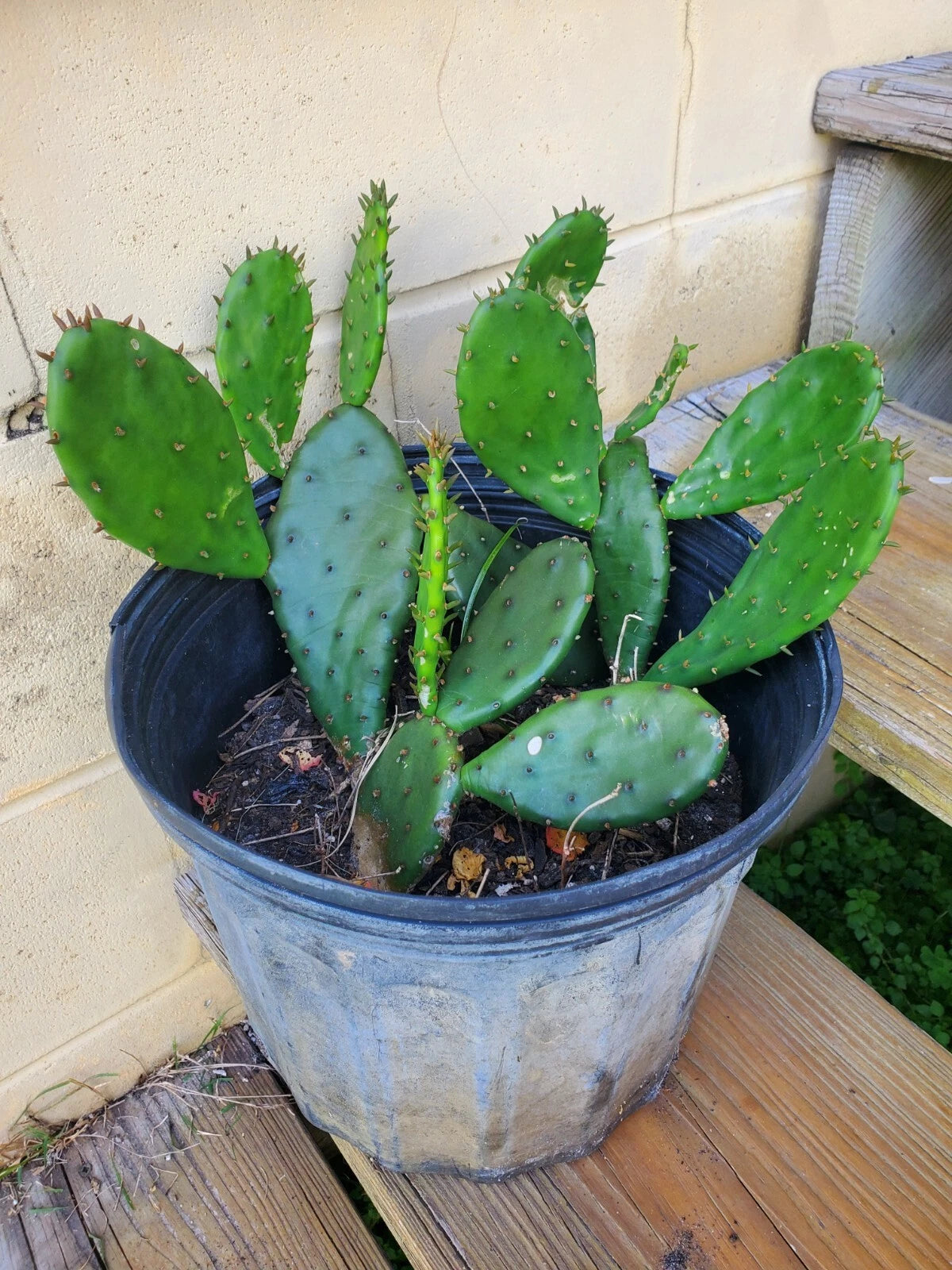 Live Eastern Prickly Pear Pad - Edible Opuntia Humifusa Cactus Cutting for Propagation - Cold Hardy Plant