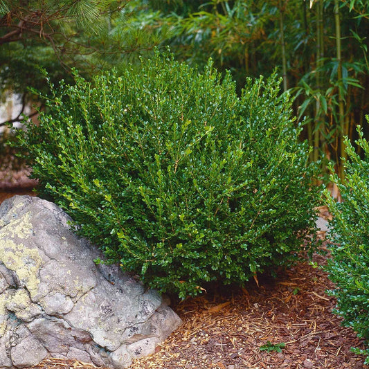 American Boxwood Shrubs - Bare Root, 3 Pack, Evergreen, Glossy Dark Green Leaves, Buxus sempervirens