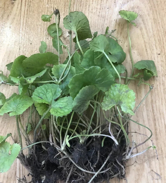 10 Pieces Pennywort Gotu Kola Live Plants Bare Root - Centella Asiatica for Gardening and Landscaping