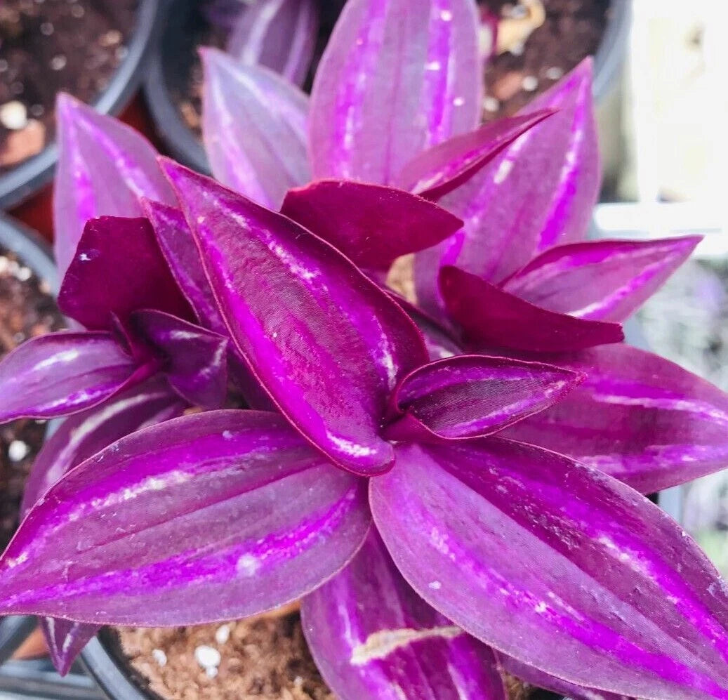 Rare Burgundy Wandering Jew Cuttings - Tradescantia zebrina - 5+ Premium Plant Cuttings for Easy Propagation and Stunning Foliage