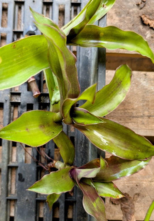 Callisia fragrans Pups Cuttings - 3 Basket Plant Set, Green with Purple - Easy Care Live Plants for Indoor/Outdoor Gardening