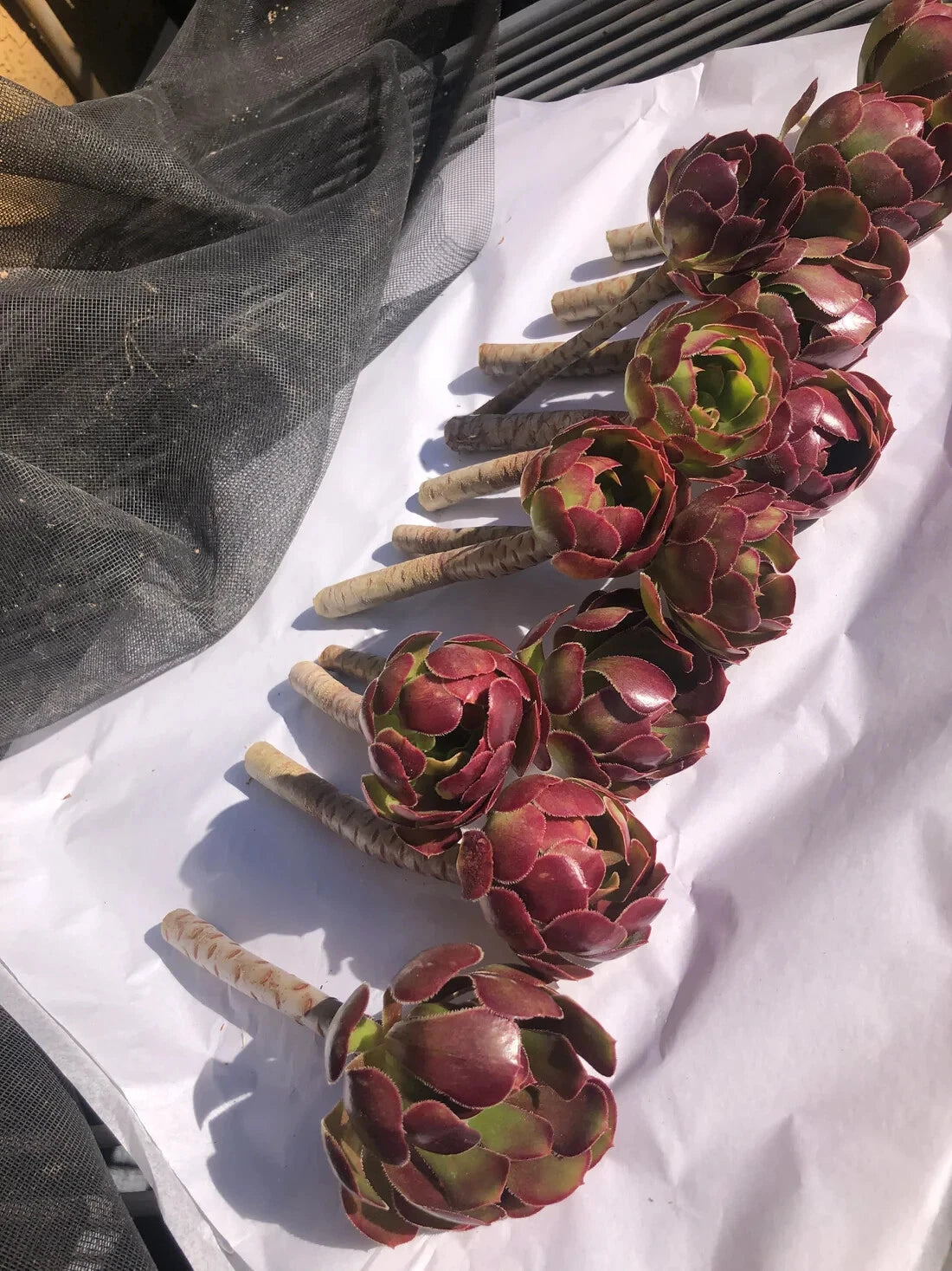 12 Unrooted Cuttings Red Aeonium 'Jack Catlin' 6" Tall - Hardy Succulent for Indoors/Outdoors - Aeonium arboreum