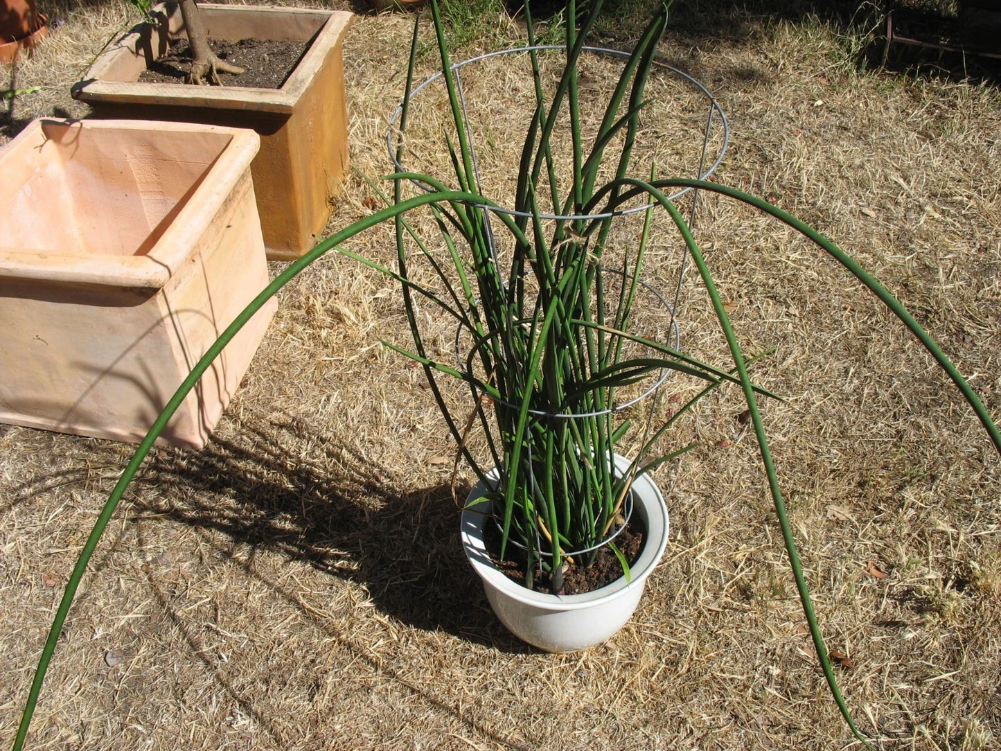 Sansevieria Cuttings - 3 Rare Snake Plant Cuttings, Sansevieria Lancia, Indoor Succulent for Home Decor and Air Purification
