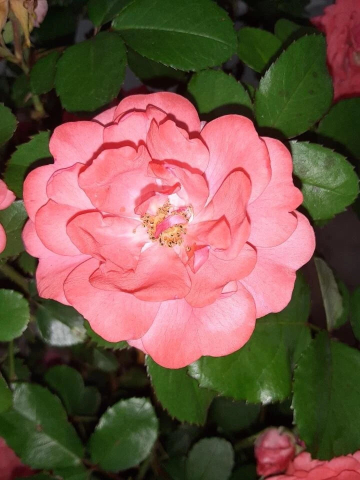 Coral Floribunda Rose Cuttings (4) - Rosa 'Coral' - Ideal for Planting in Containers or Garden