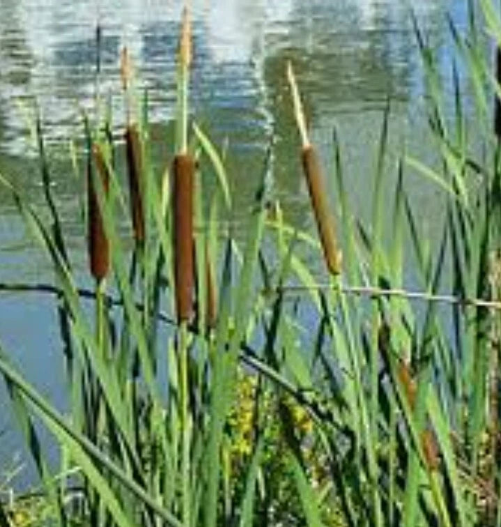 Cattail Live Bare Root Plants - 2 Pack, Edible Water Plants for Pond & Bog, Typha angustifolia
