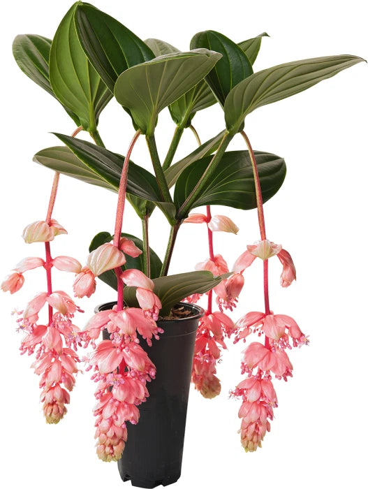 **Medinilla Magnifica Royal Glow Starter Plant - Rare Well-Rooted Houseplant for Collectors**