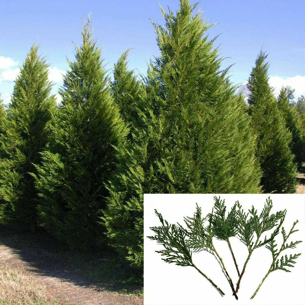 Leyland Cypress Cuttings 6-8" Non-Rooted Privacy Screen Fast Growing Evergreen (Cupressocyparis leylandii) - 100 Pack