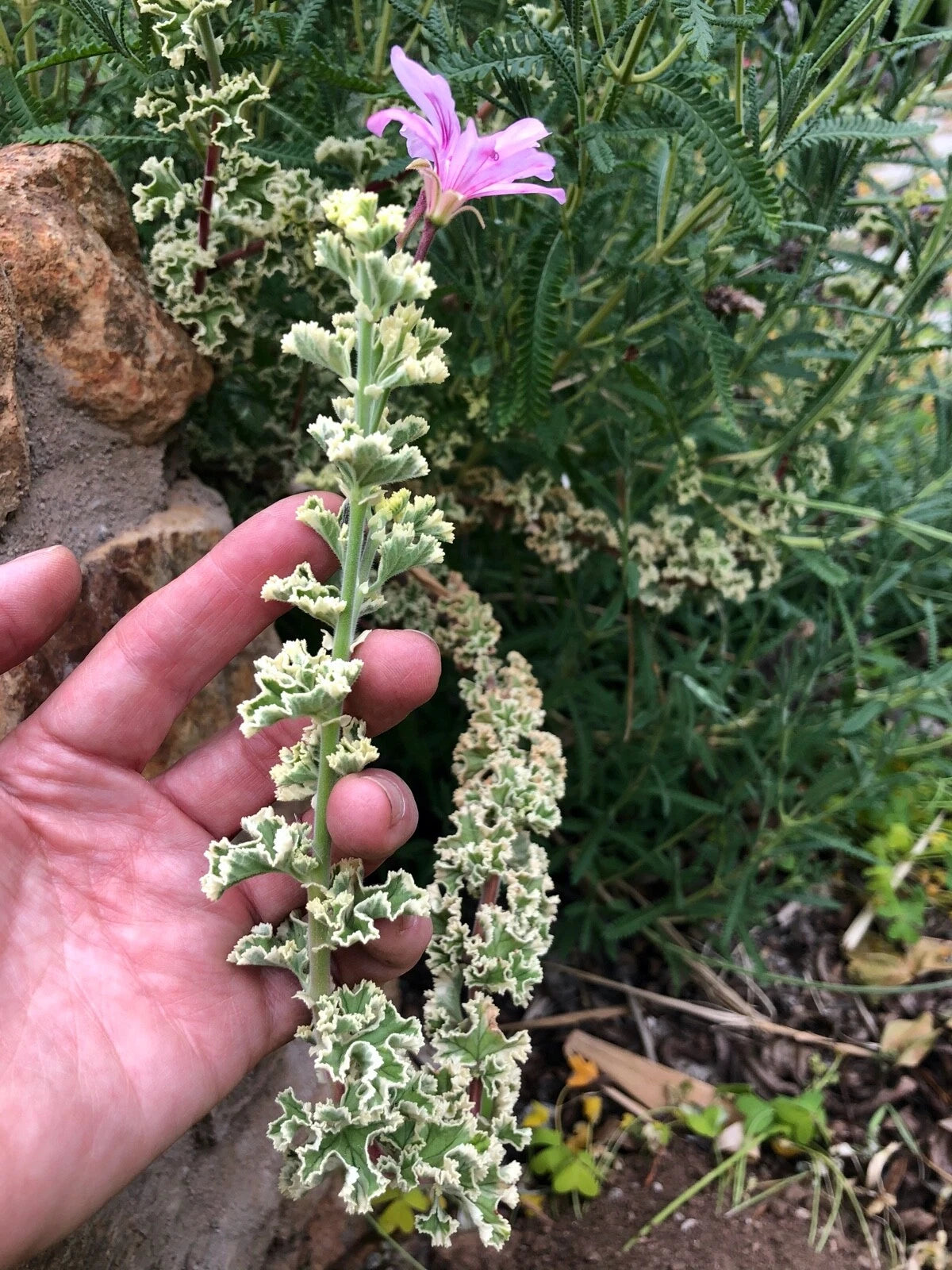 Rare Variegated Pelargonium Geranium Cuttings - 3 Fresh 6" Starter Plants with Ruffled Leaves and Pink Flowers - Pelargonium spp.
