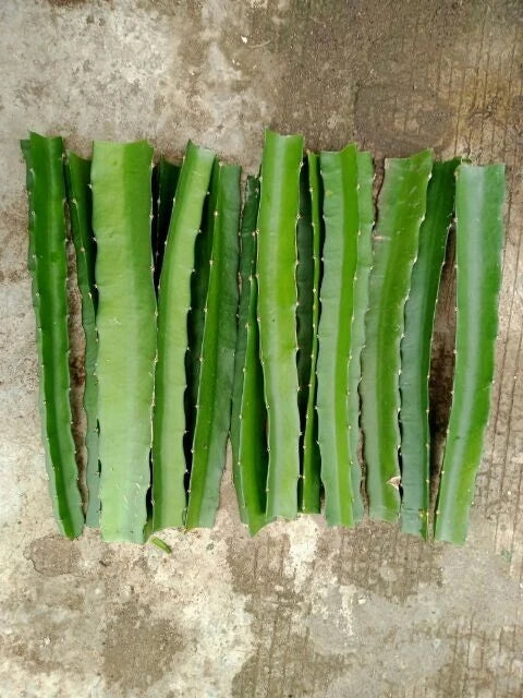 American Beauty Dragon Fruit Cuttings - 10-12 inches - Hylocereus Undatus - Edible, Organic, Flowering, Drought-Resistant