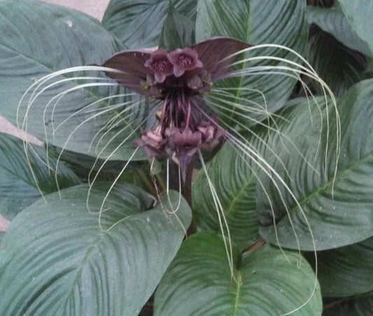 Black Bat Flower Plant - 3" Pot - Tacca chantrieri - Unique Black Flowers with Whiskers - Rare Indoor/Outdoor Plant