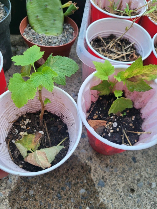 Black Currant Rooted Cutting Starter Plant - Organic, Zones 3-8, Delicious Fruit - Ribes nigrum