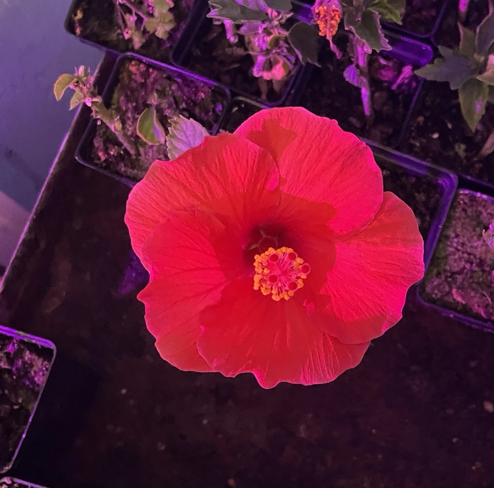 Red Hibiscus Rooted Cuttings - 2 Live Plants - Tropical Flowering - Hibiscus rosa-sinensis - Indoor/Outdoor - Fast Growing