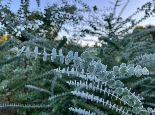 Eucalyptus Live Plant Plug - Baby Blue, Silver Dollar, Small-leaved Gum, Lemon Bush, Eucalyptus cinerea, Eucalyptus pulverulenta