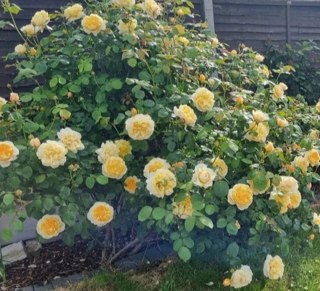 English Shrub Rose 2 Quart AUSpoly Soft Yellow Blooms (David Austin) - Own Root, Disease Resistant, Medium Fragrance