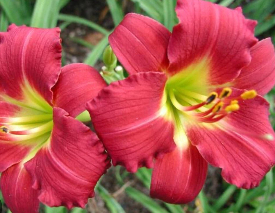 Hemerocallis Daylily Plant - Ruby Red Stella - 1 Live Bare Root Fan - Dormant Re-Bloomer - Hemerocallis 'Ruby Stella'