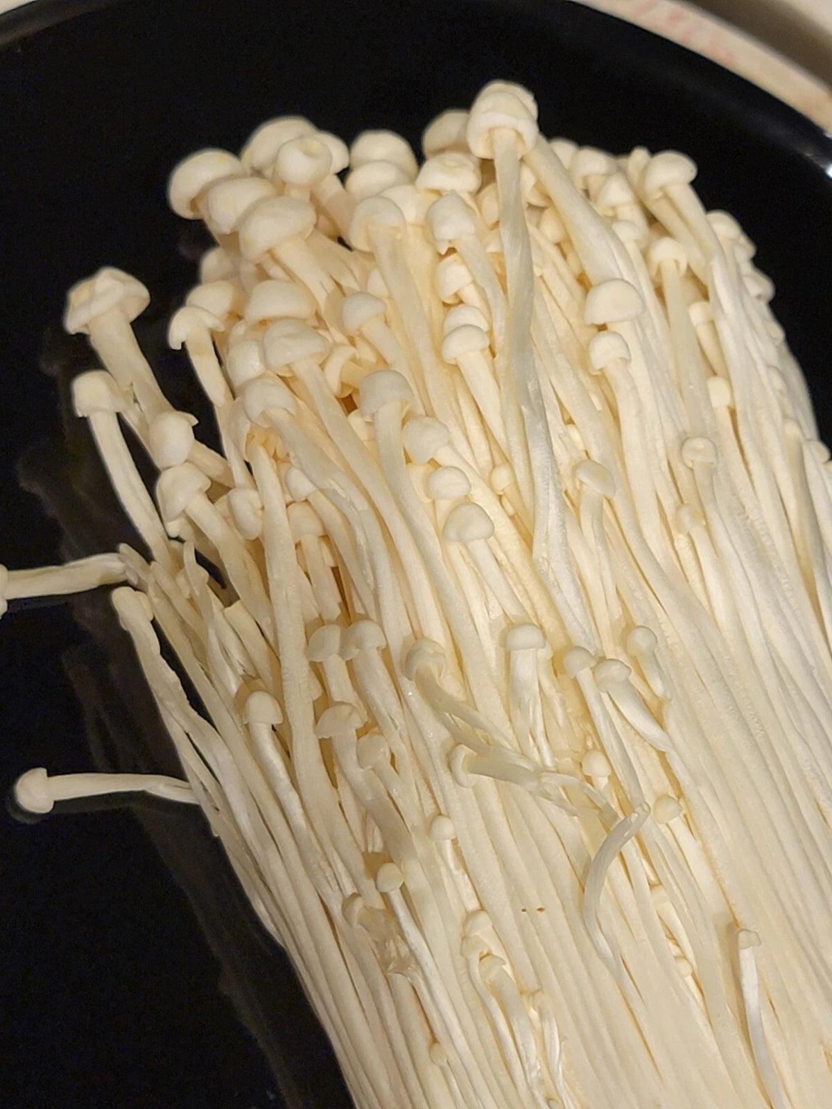 White Enoki Mushroom Liquid Culture Syringe 10+ ml - Flammulina filiformis - Gourmet Cultivation Kit for Edible Mushrooms