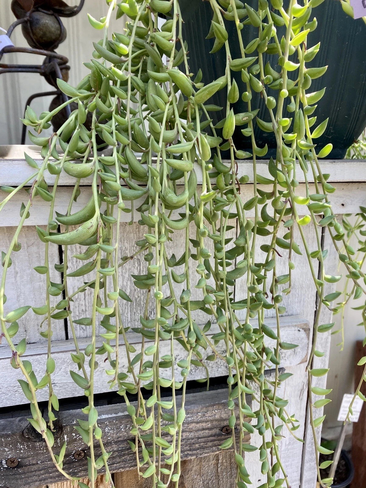 Organic String of Bananas Cuttings - 15 Fresh Cuttings ‘Senecio Radicans’ - Pesticide-Free Succulent Plant Decor