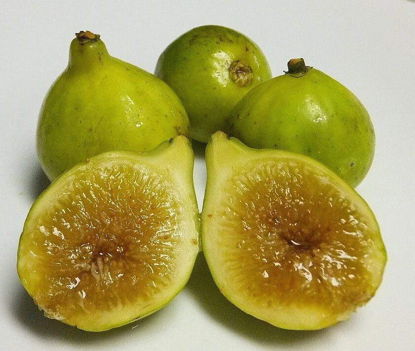 Kadota Fig Plant - Live Rooted Starter - Self-Pollinating - Ficus carica - Ideal for Zones 7-9 - Perfect Potted Plant