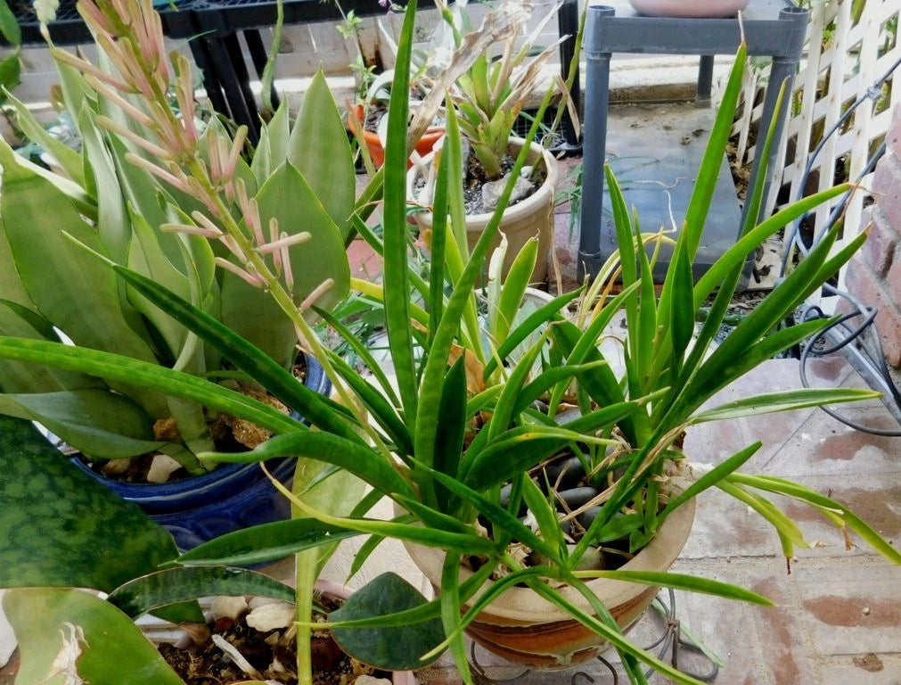 Sansevieria Aethiopica Bowstring Hemp Plant - Bare Root Cluster - Succulent Leaves, Mother-in-Law's Tongue, Easy Care, Adaptable