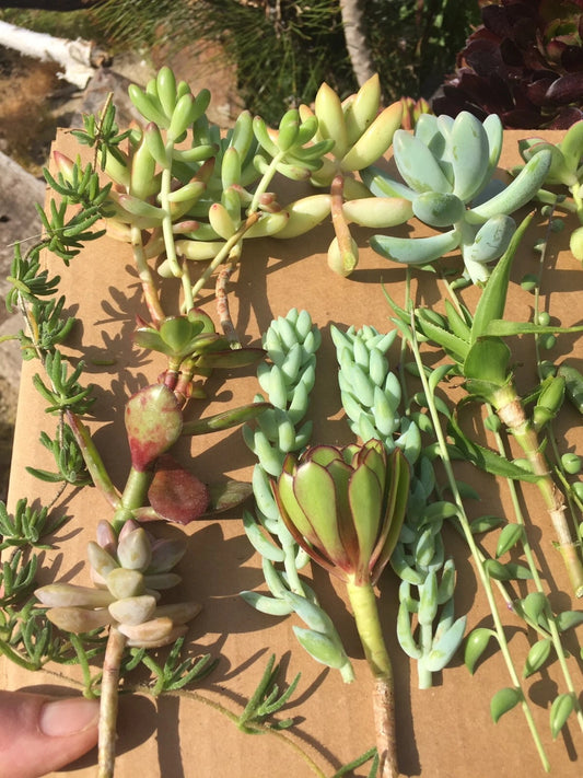 Assorted Succulent Cuttings (20) 3"-5" Colorful Variety - Unrooted Succulents for Indoor/Outdoor, Ideal for Planting or Ground Cover