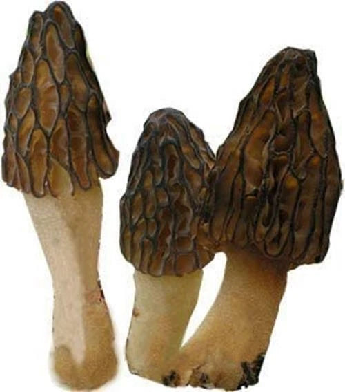 Black Morel Mushroom Spores Grow Kit 40g - True Black Morel (Morchella) Sawdust Bag for Home Garden Cultivation