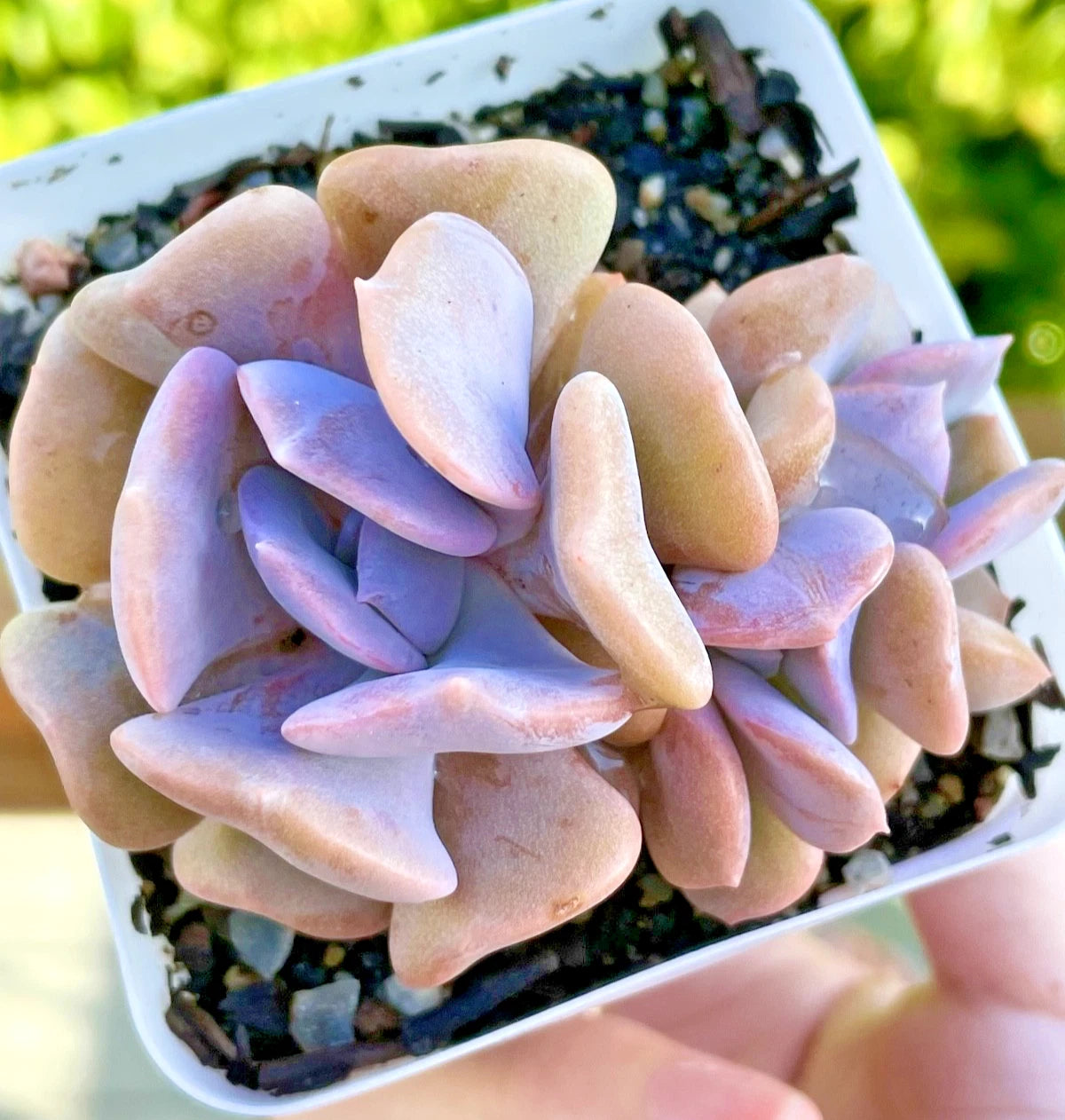 Echeveria Cubic Frost Succulent 2.75-Inch Rare Live Plant - Echeveria 'Cubic Frost' - Multi-Head, Stunning Color Variations