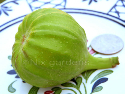 Capri Fig Cuttings (2) - Male Fig Tree Fresh Cuttings - Ficus Capri - 6"-9" Long, Wax Sealed with Nodes for Pollination