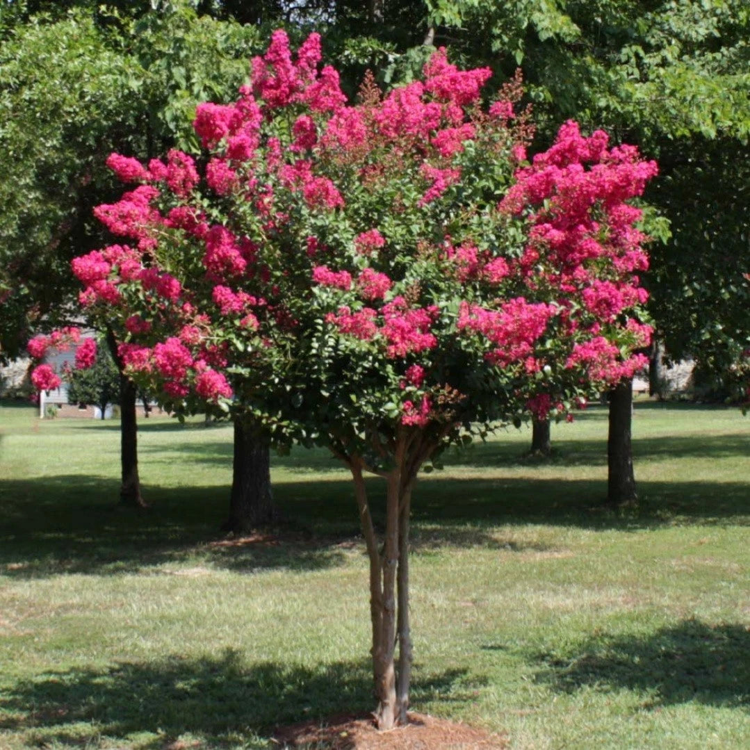Crape Myrtle Cuttings 4 Pack Pink Velour Deep Bright Hot Pink Color (Lagerstroemia indica)