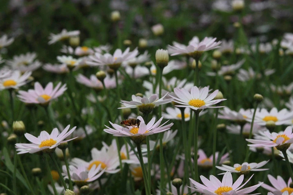 Live Shasta Daisy Becky Plant - 3.5" Pot - Leucanthemum Superbum - Perennial with White Flowers, Attracts Butterflies, Deer Resistant