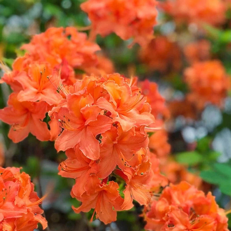 Mandarin Azalea Starter Plant - Rhododendron Hybrid - Dormant - Healthy Rooted Plant for Garden or Landscape