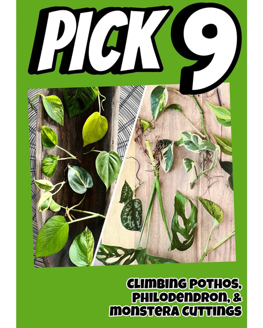 9 Plant Cuttings Bundle - Vining & Cascading Varieties - Pothos, Philodendron, Monstera - Epipremnum, Scindapsus, Monstera Adansonii