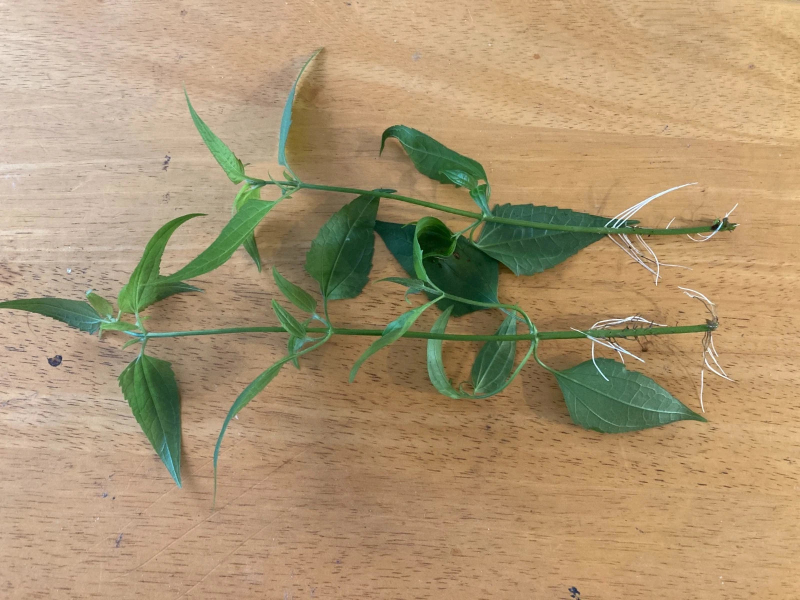 Dream Herb Plants - Calea zacatechichi - 2 Live Plants for Natural Dream Enhancement