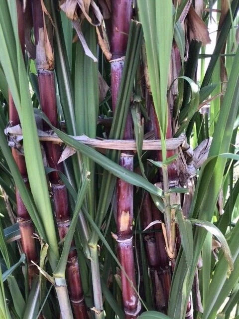 Deep Red Sugar Cane Root Stock Live Plant 6-12" - Saccharum officinarum - Available in Red, Blue, Black Varieties, Zones 5-12