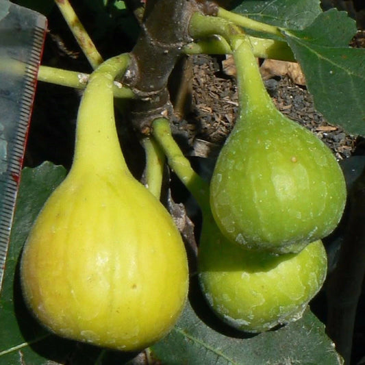 Yellow Long Neck Fig Starter Plant - Ficus carica - Live Well Rooted Indoor Garden Plant - Care Instructions Included