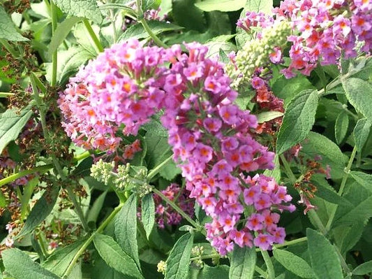 Bicolor Butterfly Bush Plant - Pint Pot - Buddleja x Weyeriana - Lavender & Yellow Flowers, Attracts Butterflies and Hummingbirds