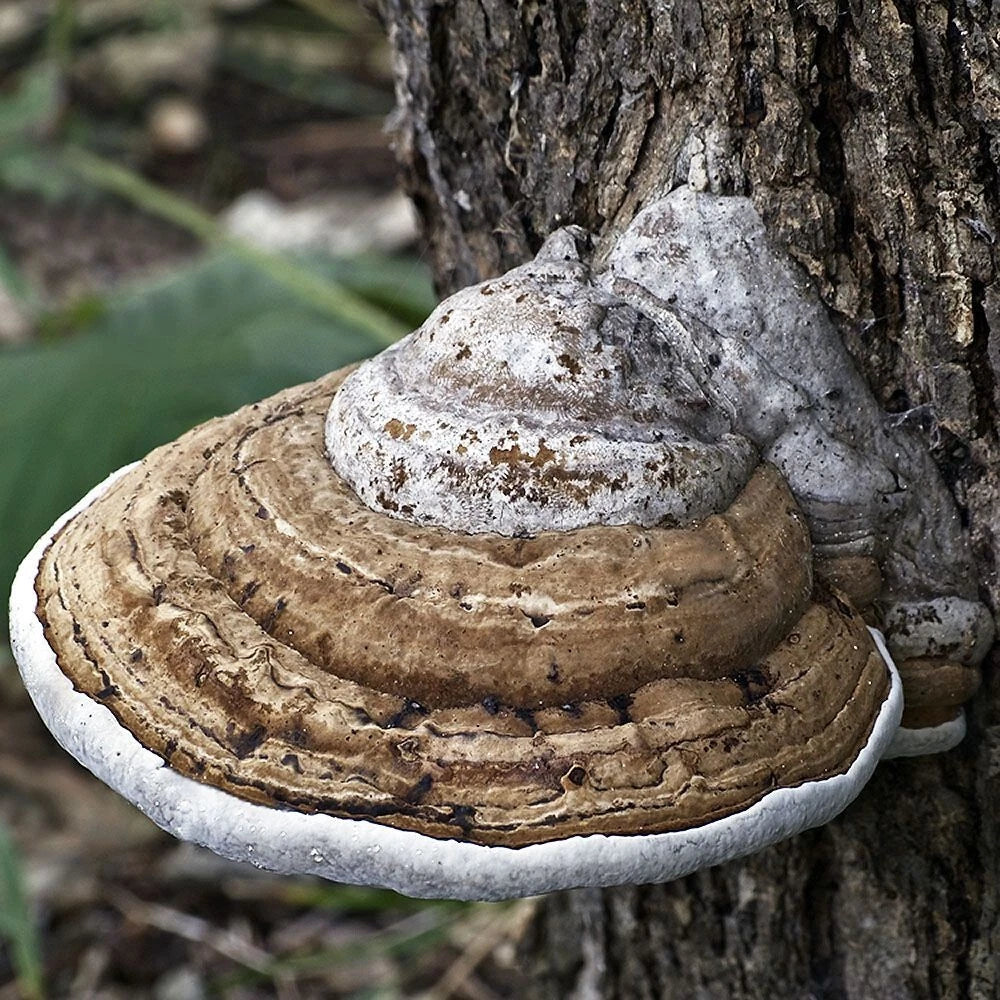 Liquid Culture Syringe 12cc - Artists Conk Mushroom (Ganoderma applanatum) - Premium Mycelium for Easy Inoculation