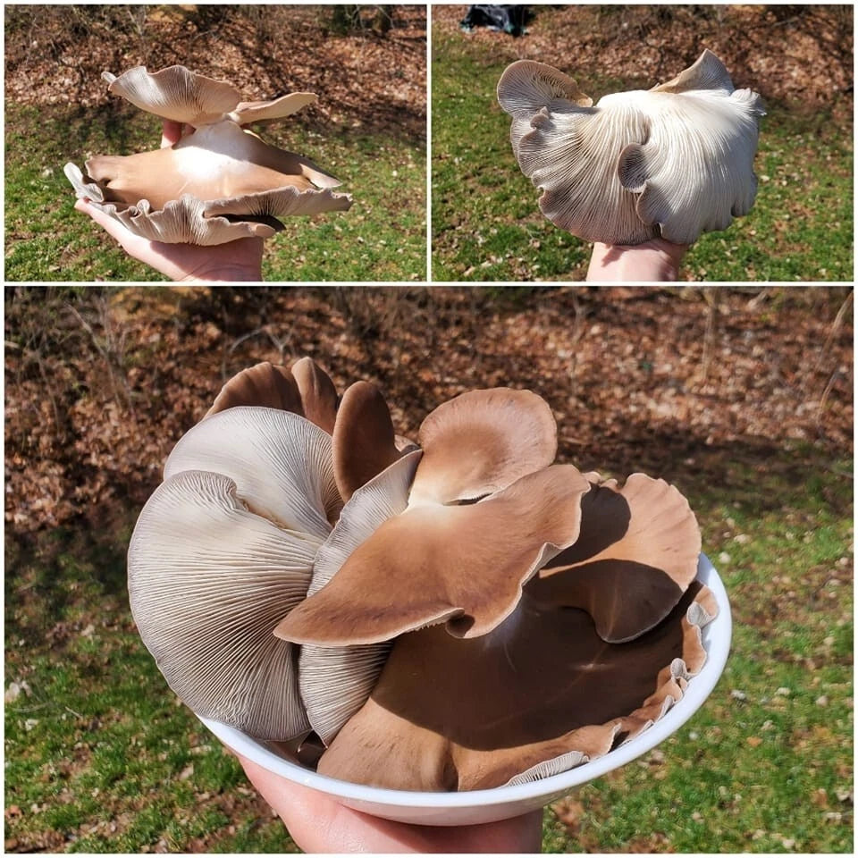 Organic Liquid Culture - Phoenix Italian Oyster Mushroom (Pleurotus pulmonarius) - Fast Growing, Gourmet Quality, Contamination Free