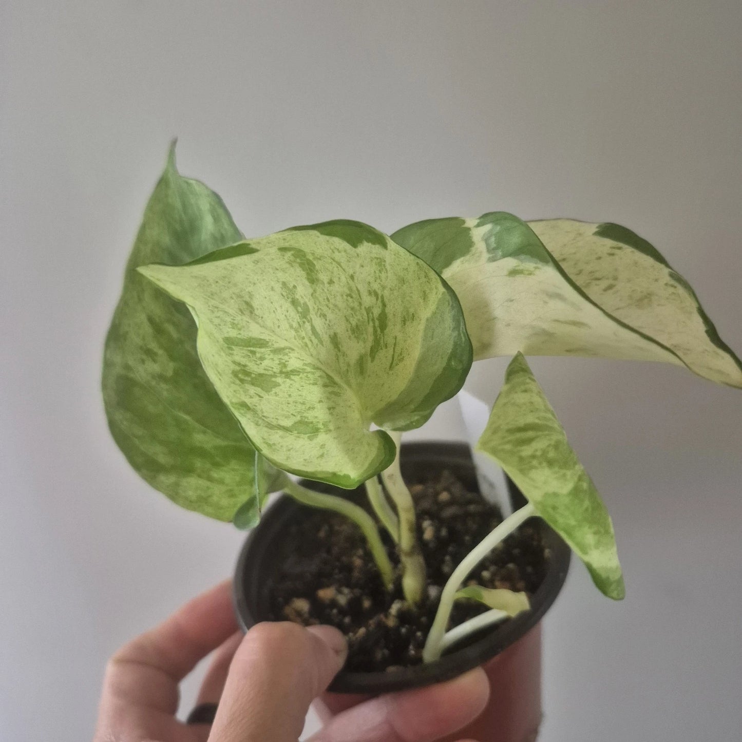 Manjula Pothos Plant, 3.5 Inch Pot, Rooted Houseplant, Epipremnum aureum, Indoor Greenery, Grower's Choice