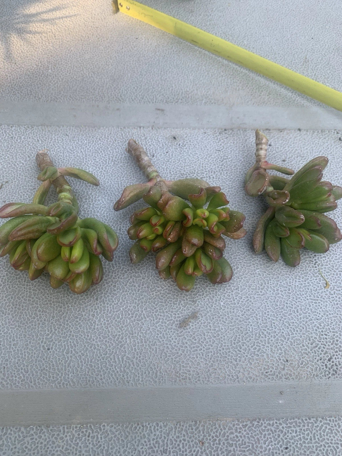 Crassula Ovata Gollum Cuttings - 3 Live Ogres Ear Miniature Succulents, 3-4 Inches - Succulent Plant Cuttings