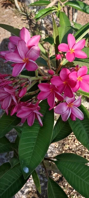 Plumeria Live Cutting - 8" to 9" Pink/Fuchsia - Fragrant Tropical Plant - Frangipani (Plumeria species) for Home Decor