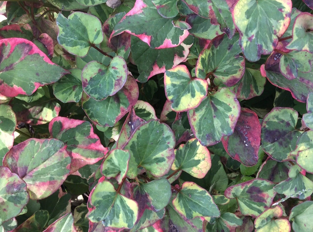 Houttuynia Cordata Fish Mint Starter Plants - 10 Bare Root Chameleon Plants for Ponds & Water Gardens - Tropical Perennial