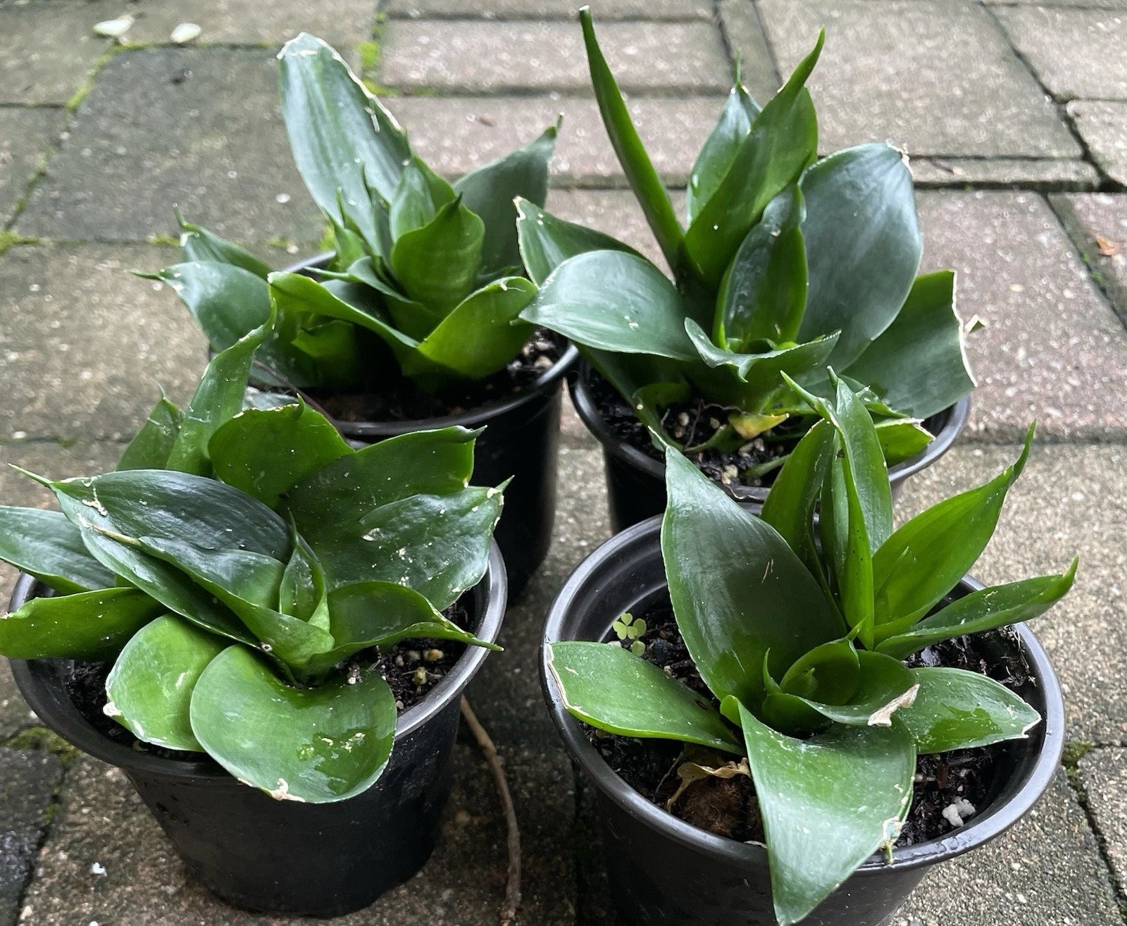 Sansevieria Hahnii Black Jade Snake Plant Starter in 4” Pot - Compact Dark Green Waxy Leaves - Low Maintenance Indoor Plant
