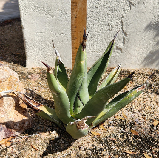 Agave Plant - Live Rooted Sharkskin Agave, Agave X 'Skarkskin', Succulent for Outdoor Garden, Low Water, Full Sun