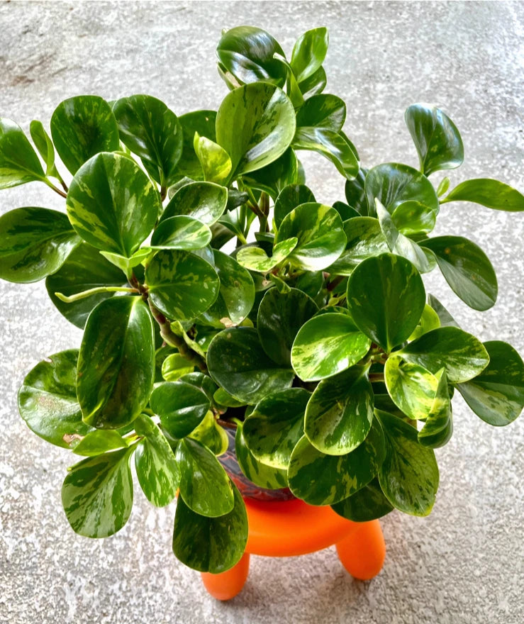 Variegated Peperomia Plant - Bare Root - Marble Rubber Houseplant - Peperomia obtusifolia - Low Light Indoor Care