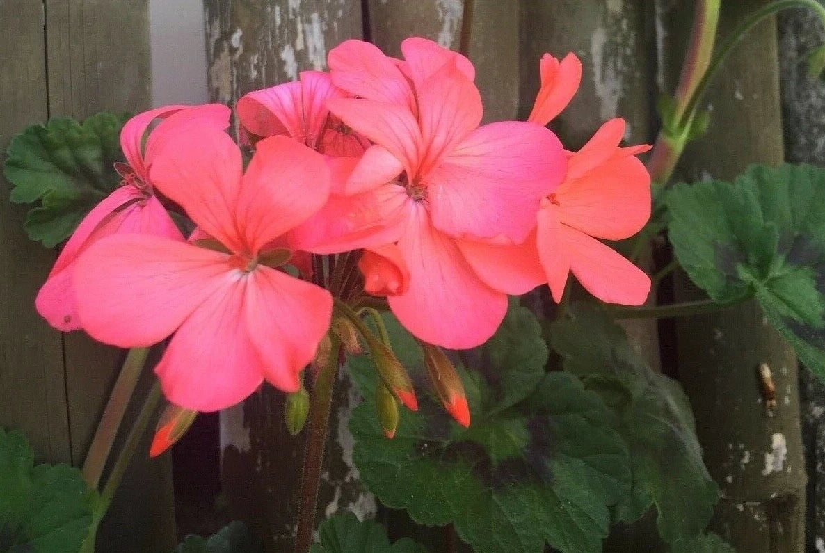 Fresh Live Pelargonium Zonal Geranium Cuttings - Neon Coral Pink & Orange Flowers - 4 Pack Starter Cuttings