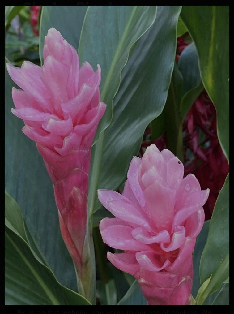 Pink Hawaiian Ginger Plant Roots - Alpinia purpurata - 1-3 Inches - Fragrant Tropical Ginger for Indoor/Outdoor Gardens