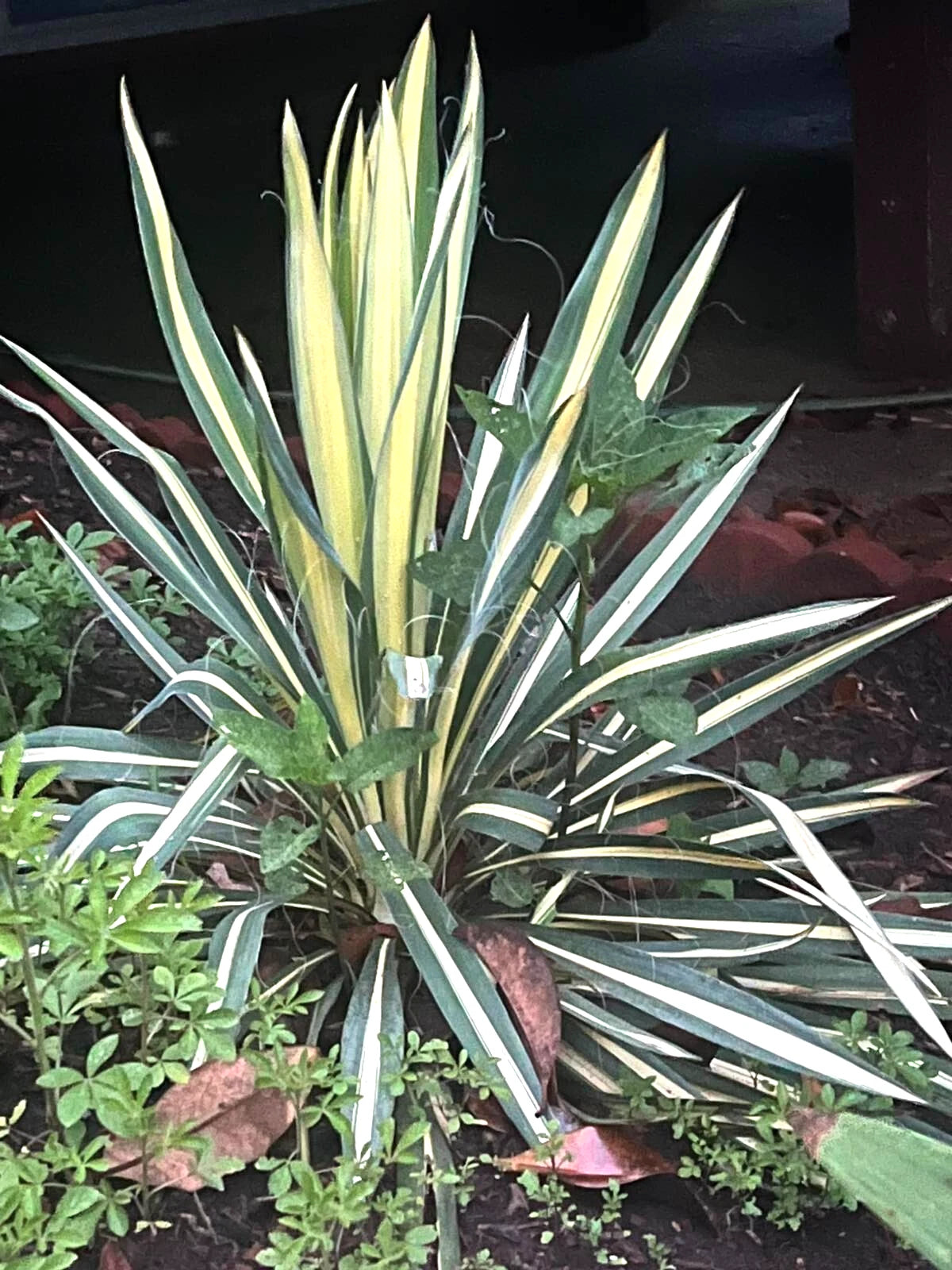 Yucca Starter Plants - 3 Fresh Bare Roots 8-10 Inches Tall - Drought Tolerant Yucca Plants (Yucca spp.) for Full Sun, Zones 5-10