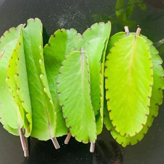 Miracle Plant Leaves, 10 Fresh Cuttings, Bryophyllum pinnatum, Living Plant, Succulent, Easy Care Houseplant